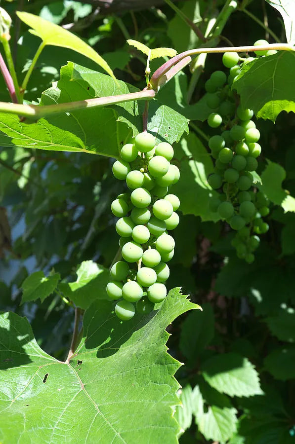 Premium Green Grapes Plants 30cm Saplings-Blueberry Botanicals