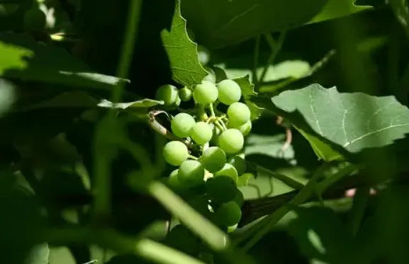 Premium Green Grapes Plants 30cm Saplings-Blueberry Botanicals
