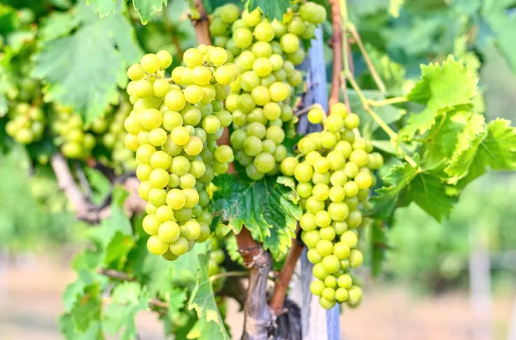Premium Green Grapes Plants 30cm Saplings-Blueberry Botanicals