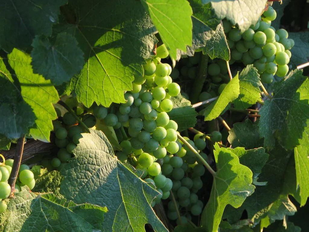 Premium Green Grapes Plants 30cm Saplings-Blueberry Botanicals