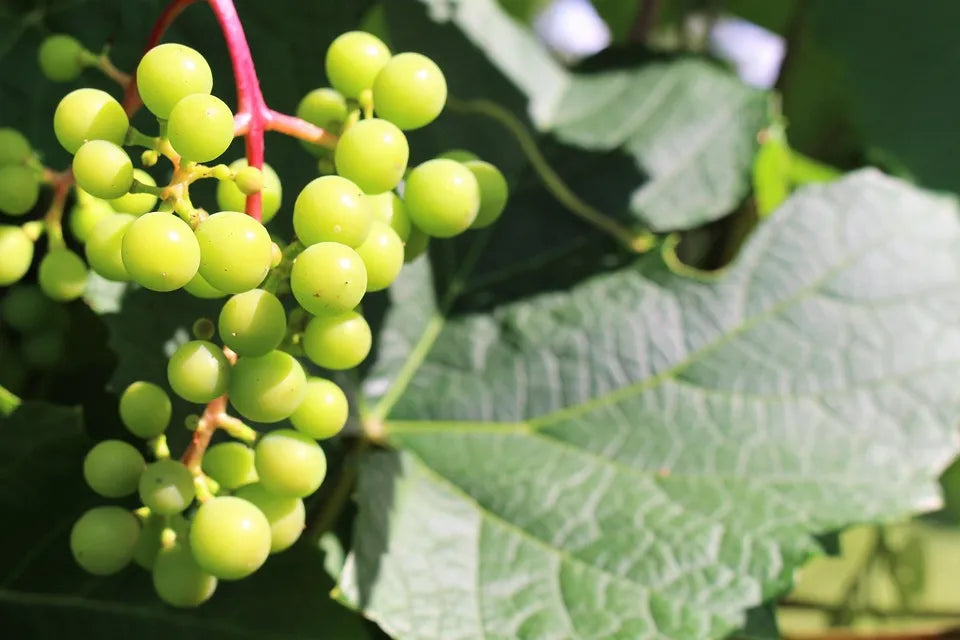 Premium Green Grapes Plants 30cm Saplings-Blueberry Botanicals