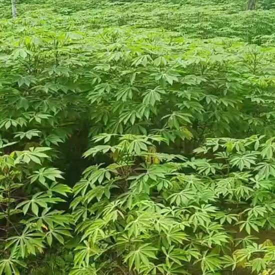 sree-pavithra-cassava-stem-cuttings-premium-variety-home-farm-cultivation