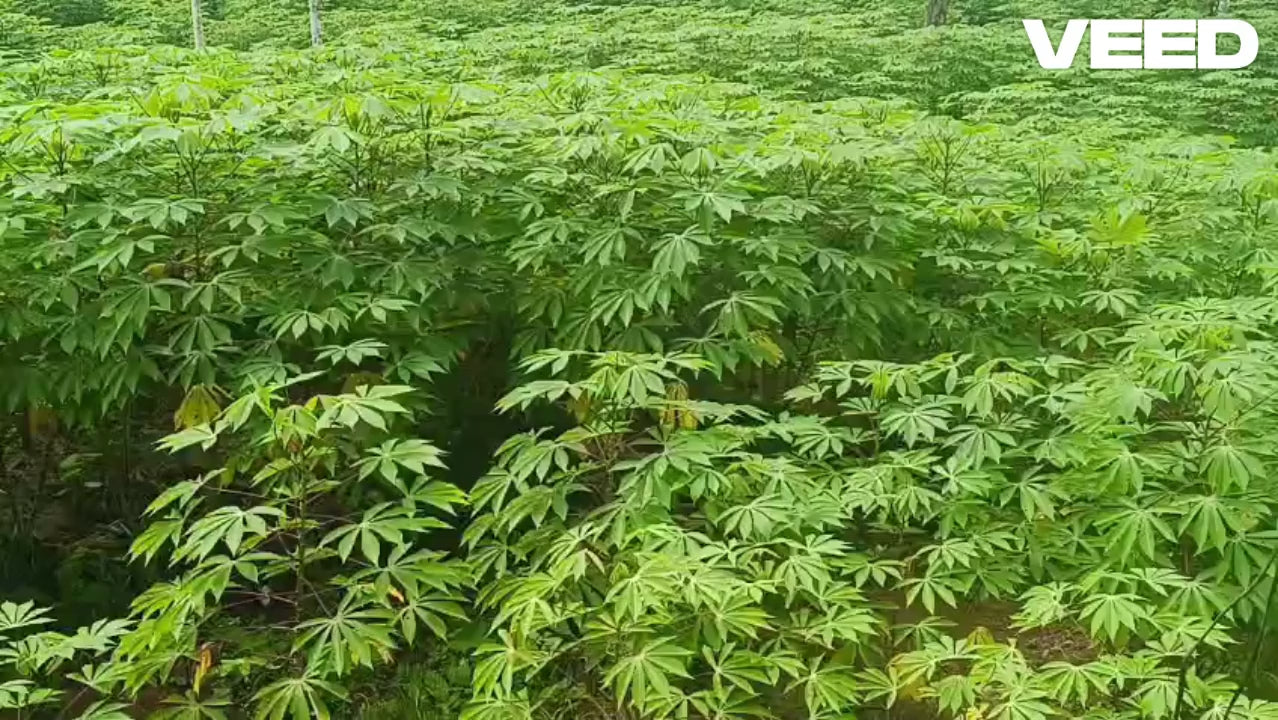 sree-raksha-cassava-stem-cuttings-premium-variety-home-farm-cultivation