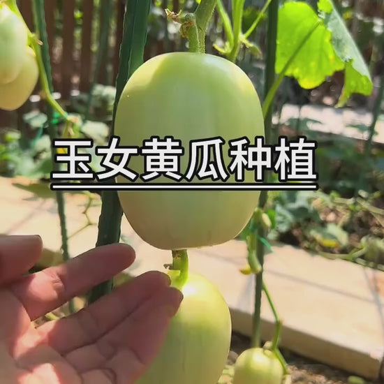 cucumber-seeds-golden-boy-lady-50pcs-specialty-golden-variety-high-yield-or-blueberry-botanicals