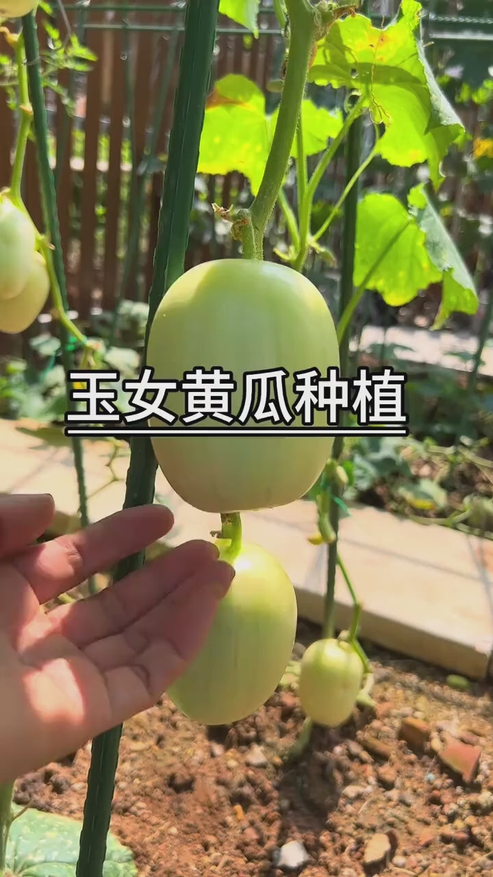 cucumber-seeds-golden-boy-lady-50pcs-specialty-golden-variety-high-yield-or-blueberry-botanicals