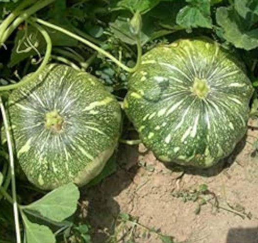 Pumpkin Seeds Green 14pcs - Country Variety Climbing Vine- Blueberry Botanicals