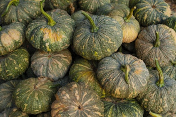 Pumpkin Seeds Green - Country Variety Climbing Vine- Blueberry Botanicals