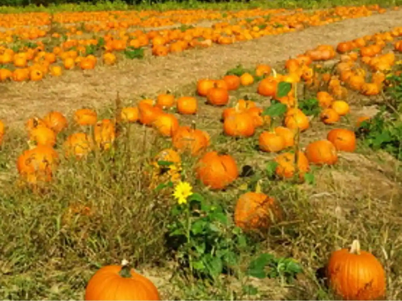 Pumpkin Seeds Orange 50pcs - Country Variety Climbing Vine- Blueberry Botanicals