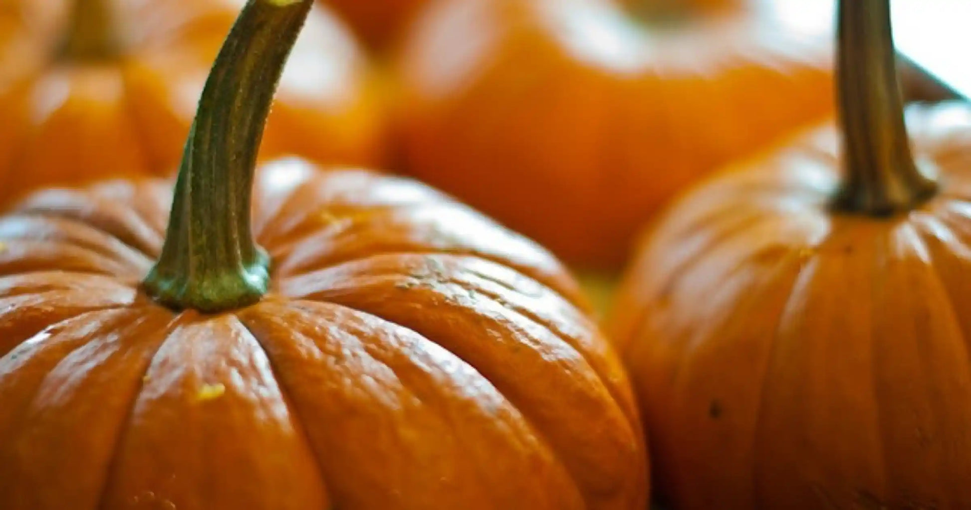Pumpkin Seeds Orange 50pcs - Country Variety Climbing Vine- Blueberry Botanicals