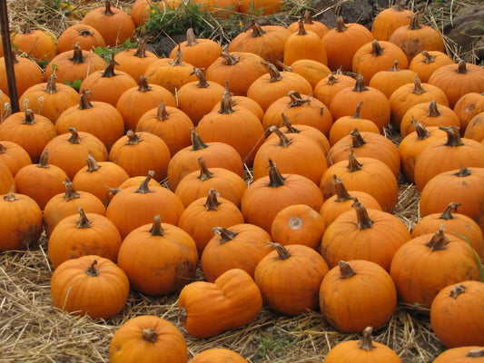 Pumpkin Seeds Orange 50pcs - Country Variety Climbing Vine- Blueberry Botanicals