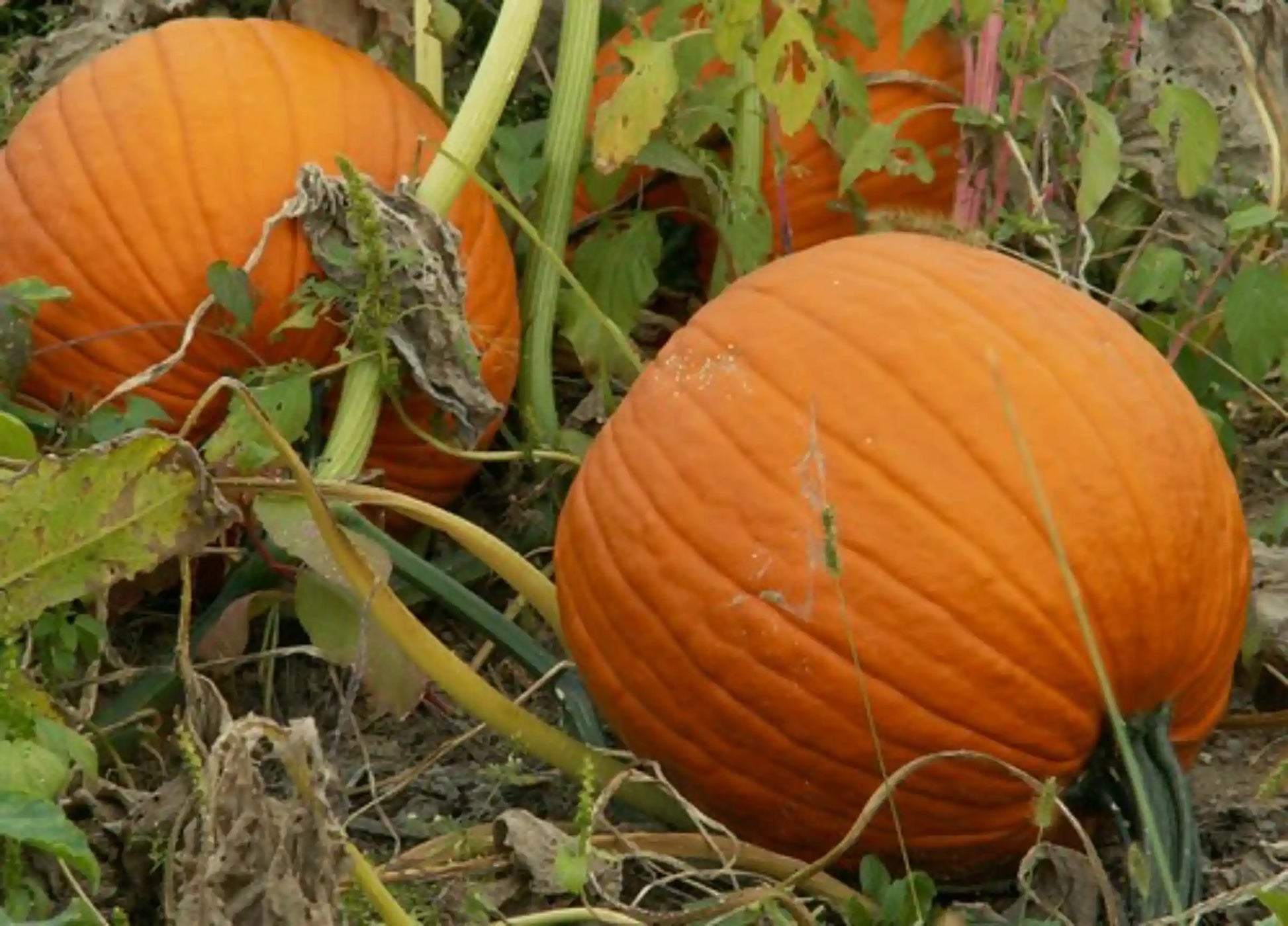 Pumpkin Seeds Orange 50pcs - Country Variety Climbing Vine- Blueberry Botanicals