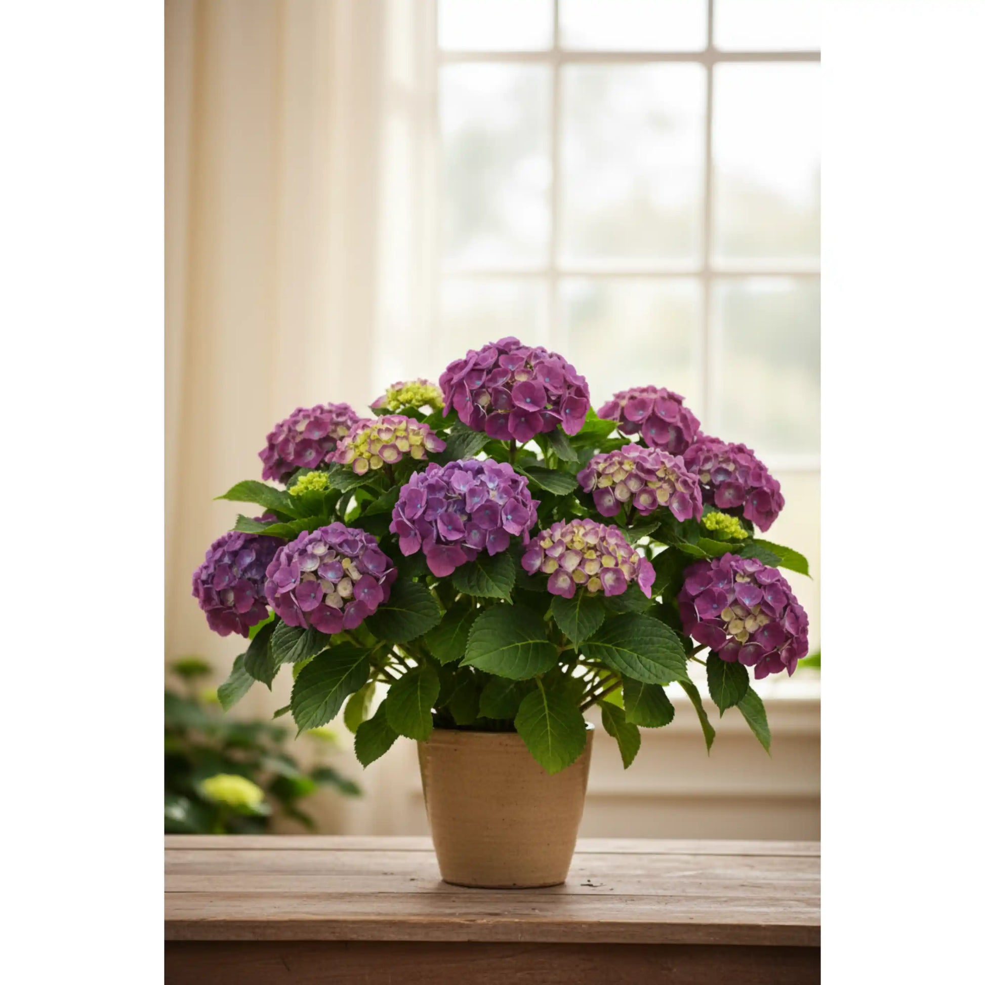 purple-hydrangea-plant-hydrangea-macrophylla-ornamental-flowering-shrub