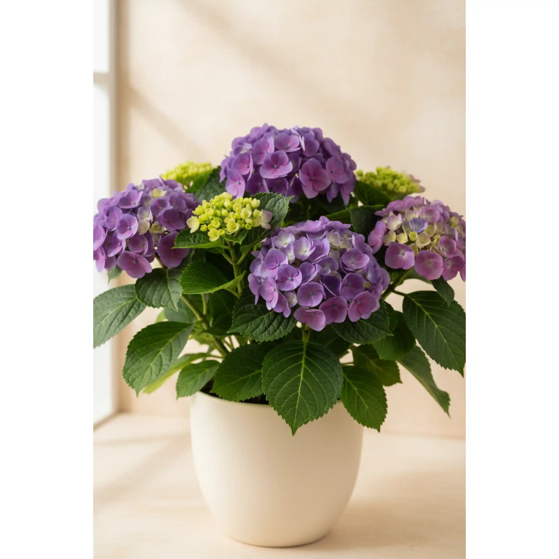 purple-hydrangea-plant-hydrangea-macrophylla-ornamental-flowering-shrub