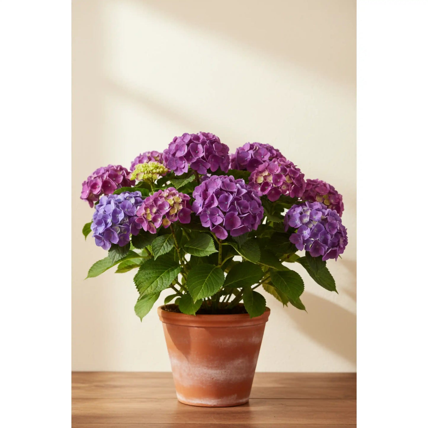 purple-hydrangea-plant-hydrangea-macrophylla-ornamental-flowering-shrub