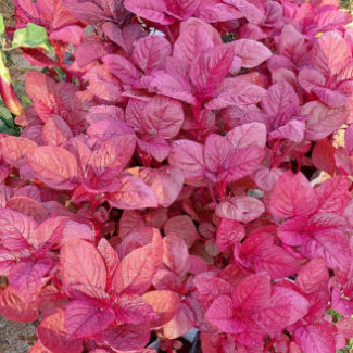 Red Amaranthus Seeds 5g - Country Variety Premium Quality- Blueberry Botanicals