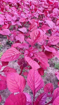 Red Amaranthus Seeds 5g - Country Variety Premium Quality- Blueberry Botanicals