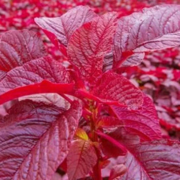 Red Amaranthus Seeds 5g - Country Variety Premium Quality- Blueberry Botanicals