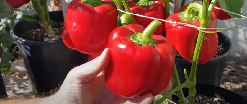 Red Capsicum Seeds Country Variety 20 Seeds - Bell Pepper