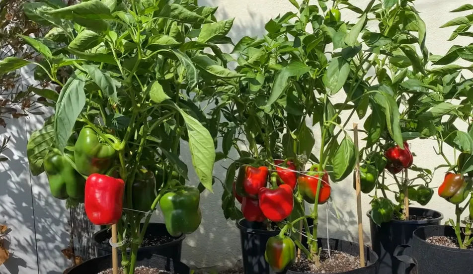 Red Capsicum Seeds Country Variety 20 Seeds - Bell Pepper- Blueberry Botanicals