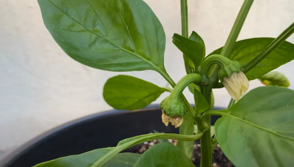 Red Capsicum Seeds Country Variety Bell Pepper- Blueberry Botanicals