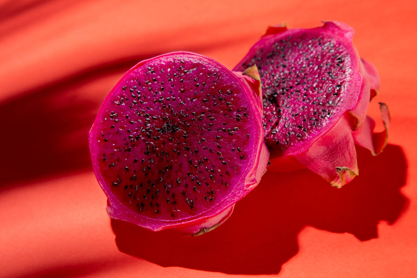 Red Dragon Fruit 30cm | Hardy Zone | Blueberry Botanicals