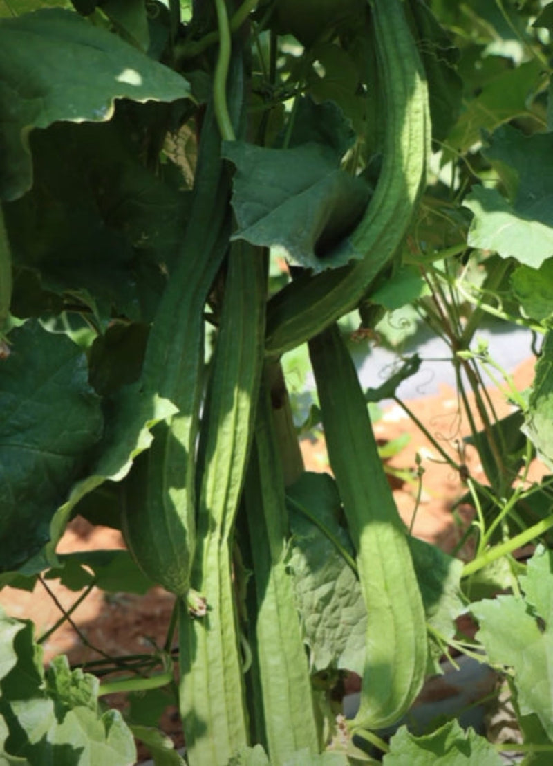 Ridge Gourd Seeds 16pcs - Country Variety Climbing Vine- Blueberry Botanicals