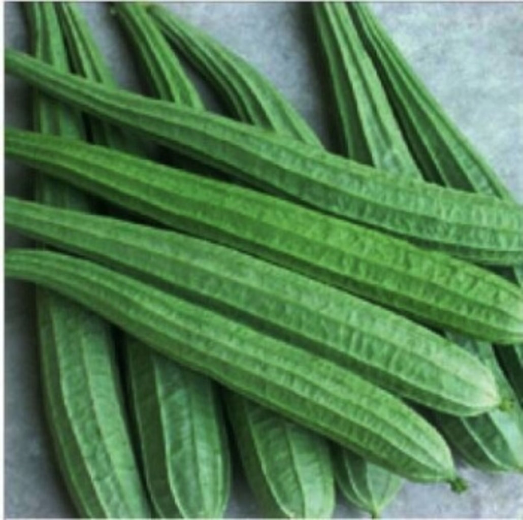 Ridge Gourd Seeds 16pcs - Country Variety Climbing Vine- Blueberry Botanicals