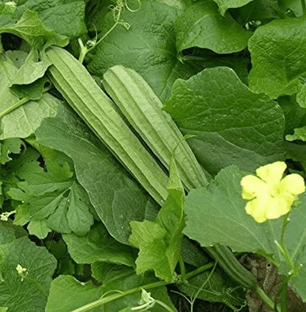 Ridge Gourd Seeds 16pcs - Hybrid Climbing High Yield- Blueberry Botanicals