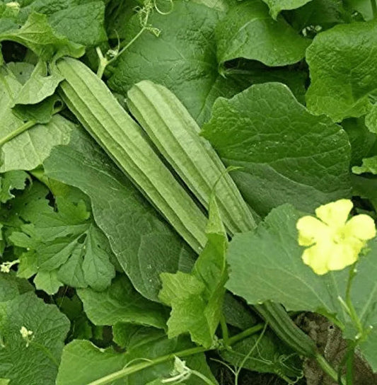 Ridge Gourd Seeds 16pcs - Hybrid Climbing High Yield- Blueberry Botanicals
