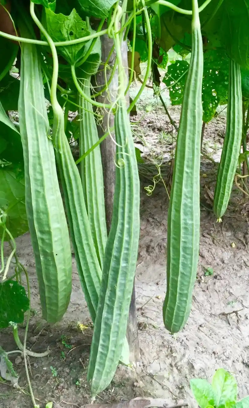 Ridge Gourd Seeds 16pcs - Hybrid Climbing High Yield- Blueberry Botanicals