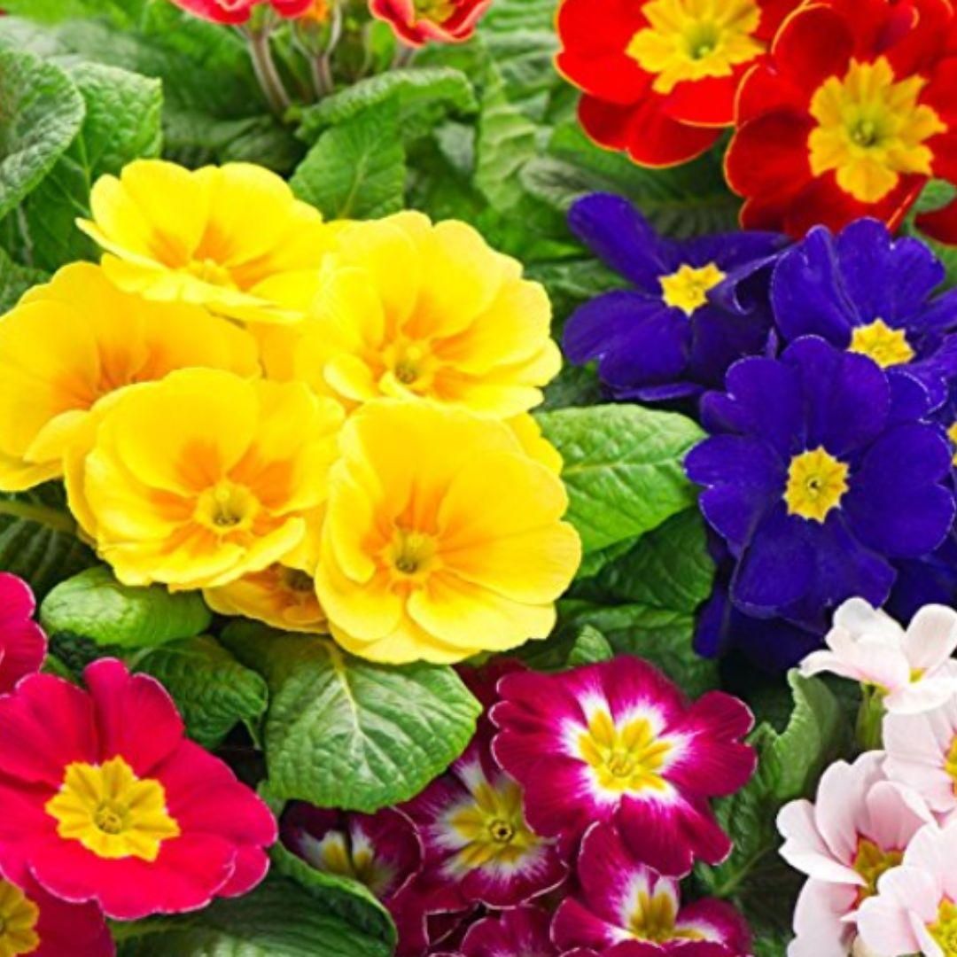 Rose Primrose Seeds - Premium Garden Flower Seeds | Blueberry Botanicals