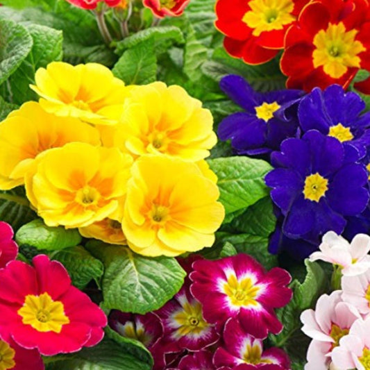 Rose Primrose Seeds - Premium Garden Flower Seeds | Blueberry Botanicals