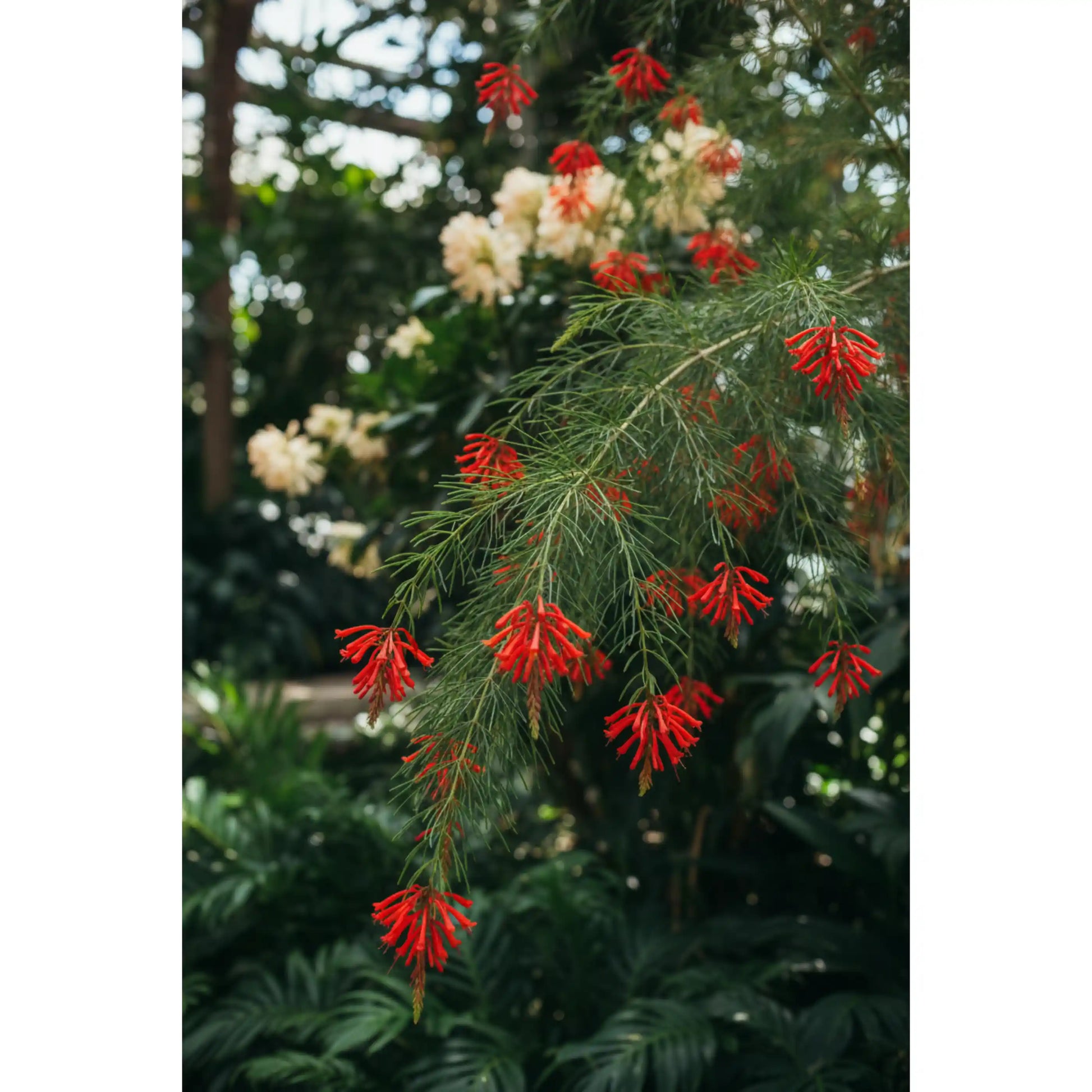 russelia-red-plant-russelia-equisetiformis-firecracker-plant