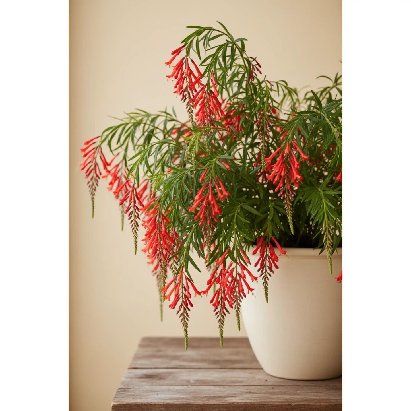 russelia-red-plant-russelia-equisetiformis-firecracker-plant