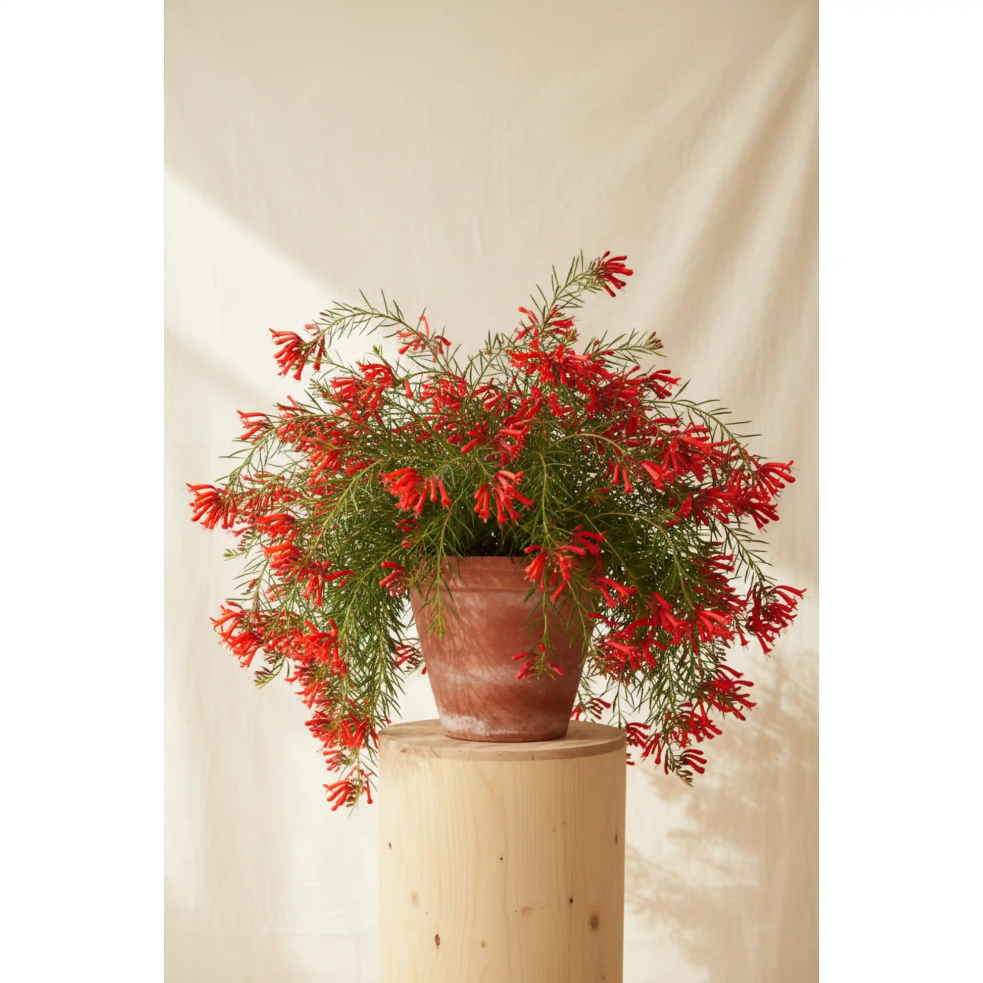 russelia-red-plant-russelia-equisetiformis-firecracker-plant
