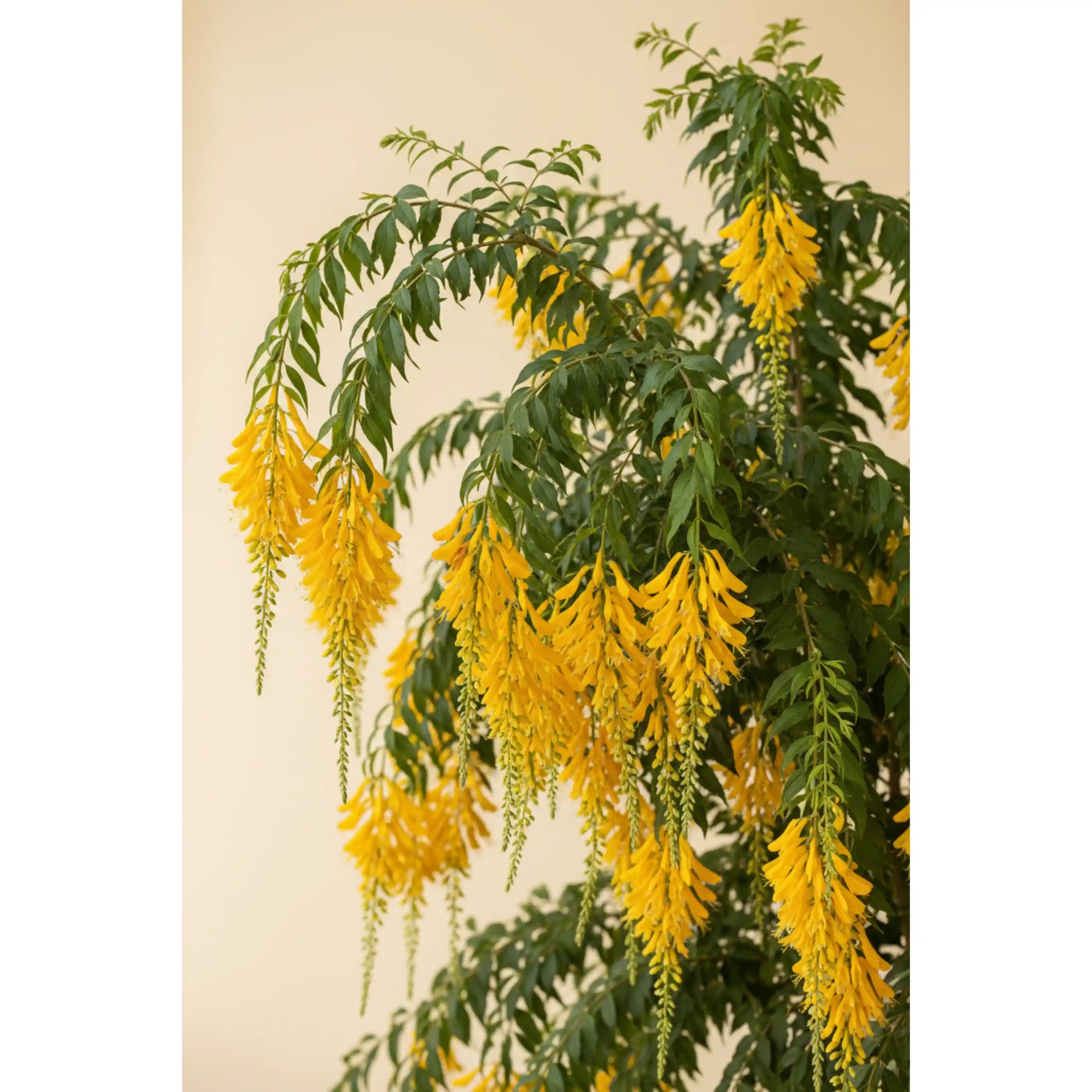 russelia-yellow-plant-russelia-equisetiformis-yellow-firecracker-plant