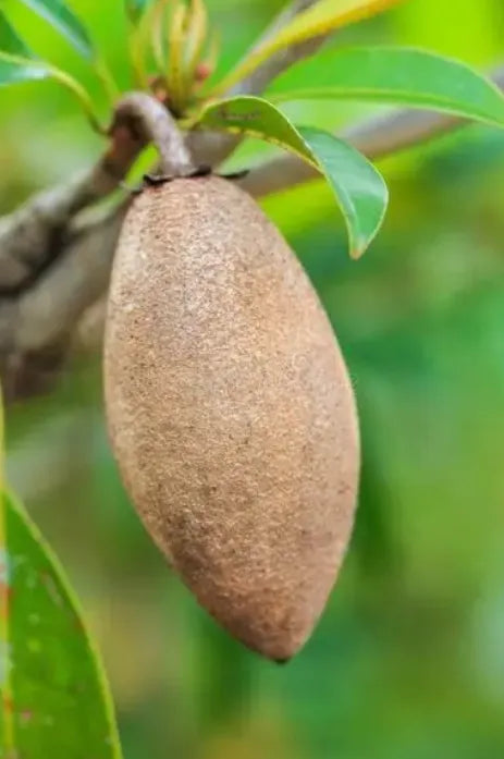 Sapota Chikku Banana 30cm | Sweet Variety | Blueberry Botanicals