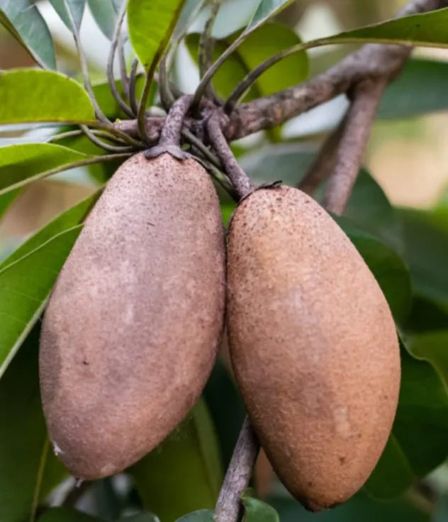 Sapota Chikku Banana 30cm | Sweet Variety | Blueberry Botanicals