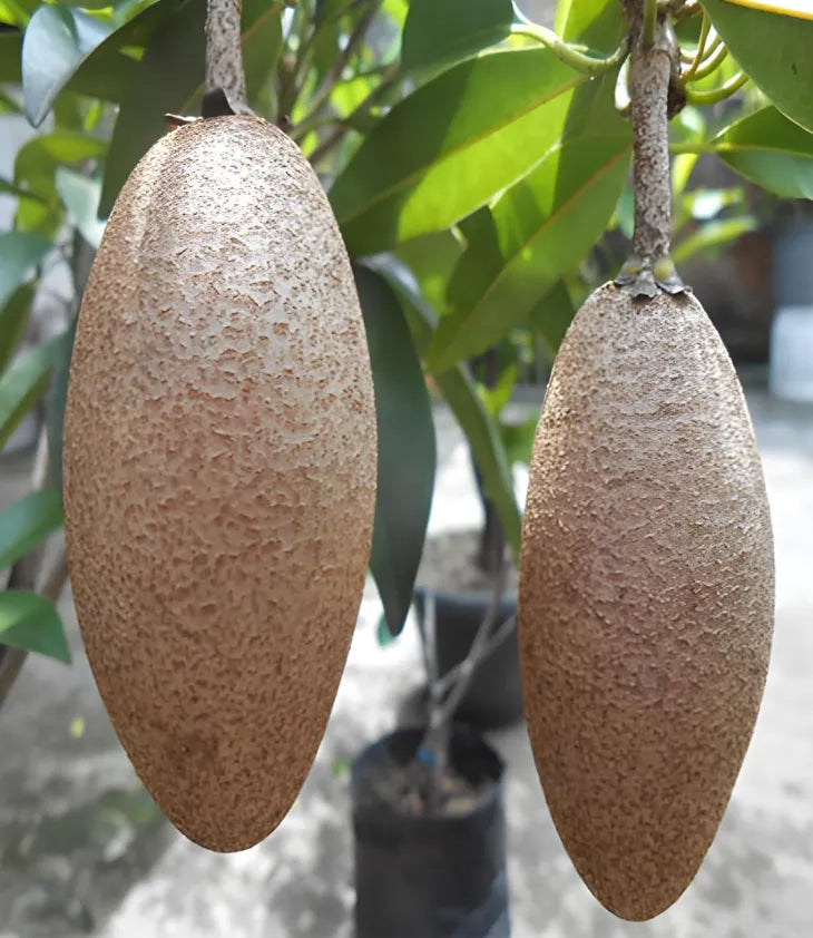 Sapota Chikku Banana 30cm | Sweet Variety | Blueberry Botanicals