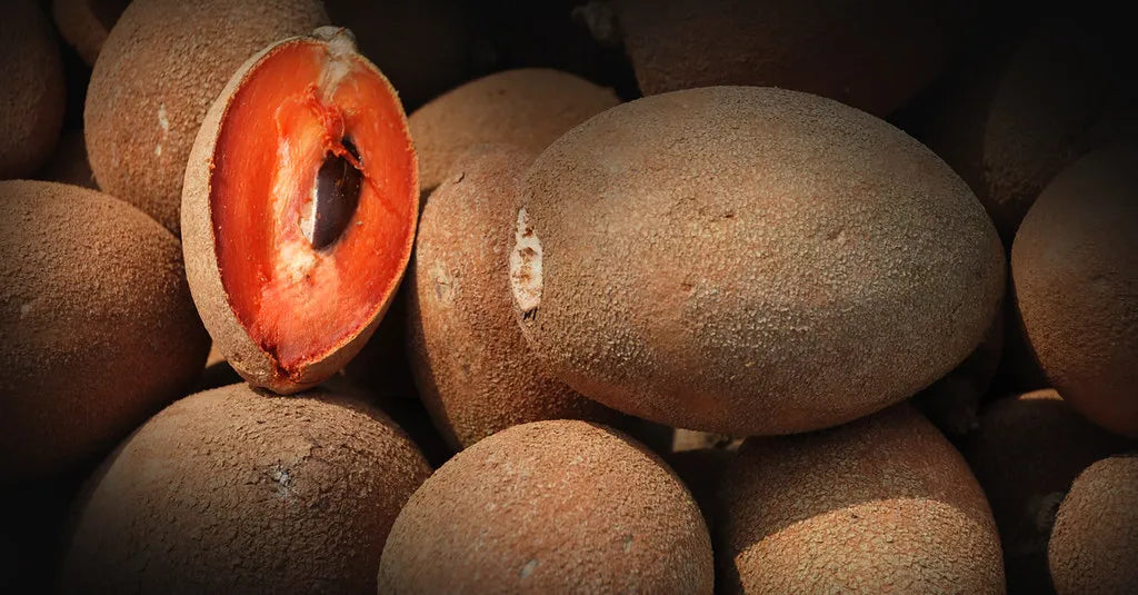 Sapota Chikku Banana 30cm | Sweet Variety | Blueberry Botanicals