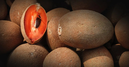 Sapota Chikku Banana 30cm | Sweet Variety | Blueberry Botanicals