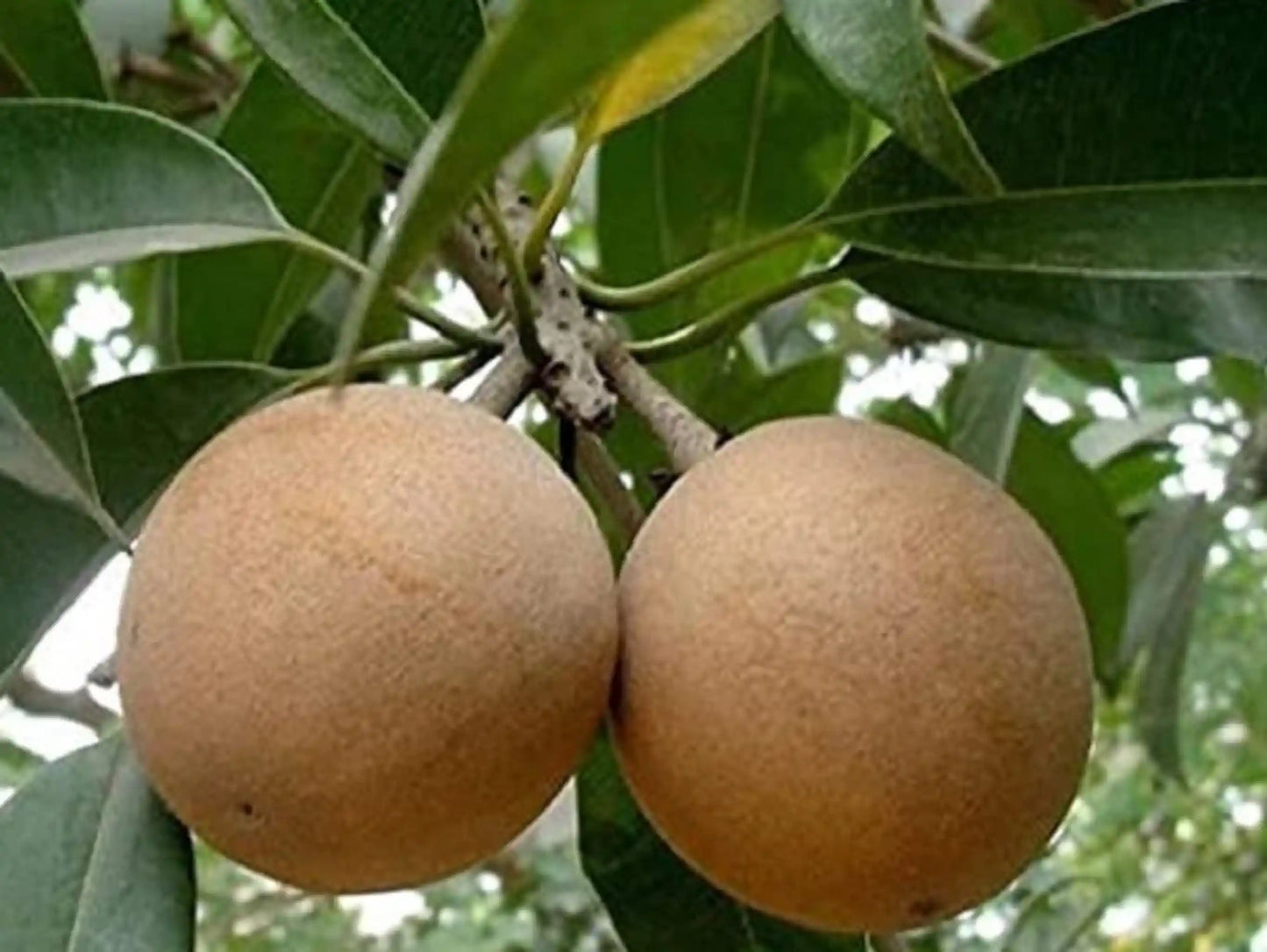 Sapota Cricket Ball 30cm | High Yield | Blueberry Botanicals