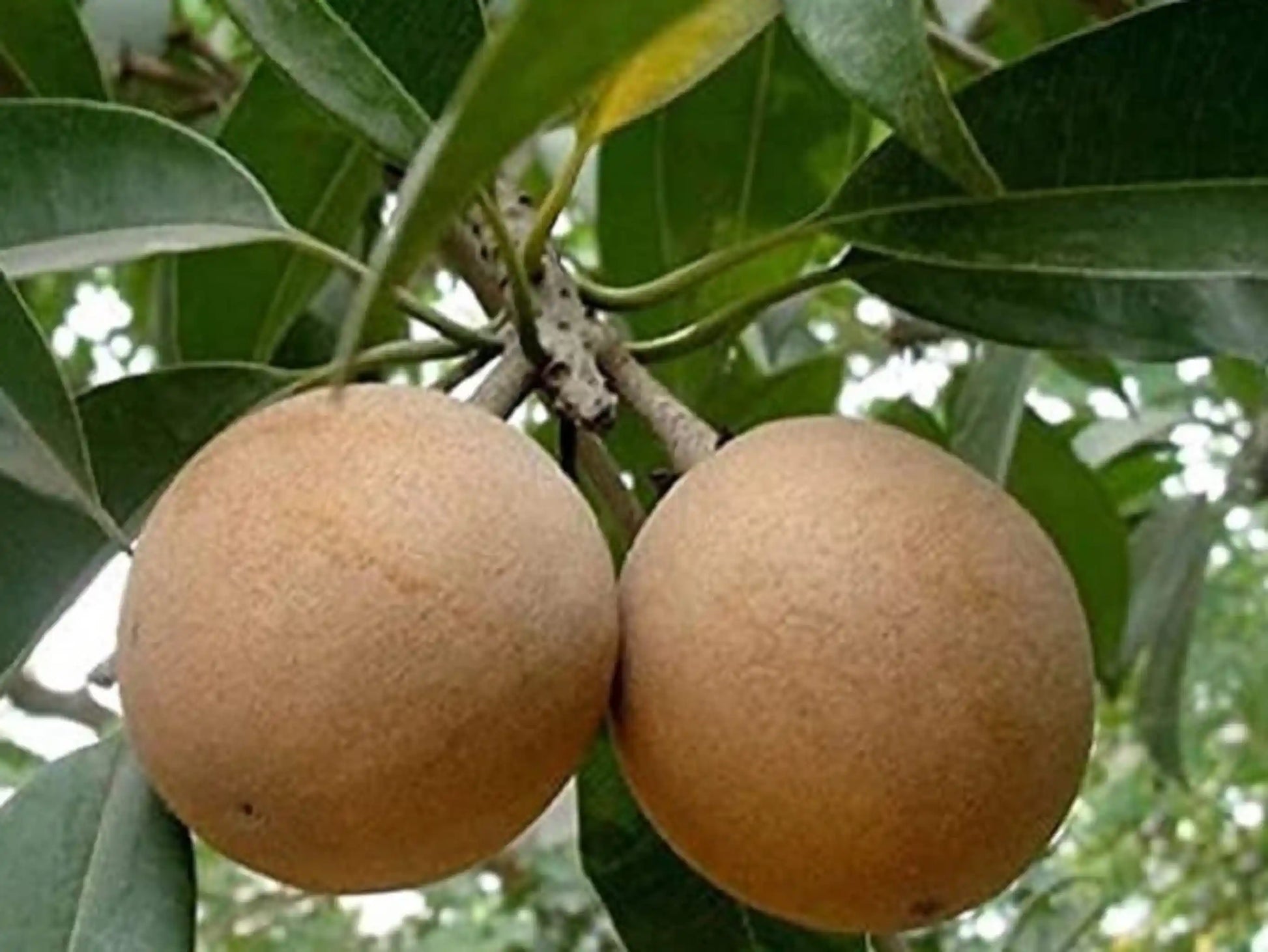 Sapota Cricket Ball 30cm | High Yield | Blueberry Botanicals