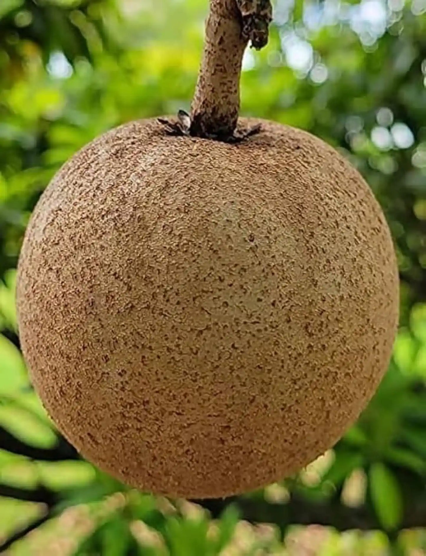 Sapota Cricket Ball 30cm | High Yield | Blueberry Botanicals