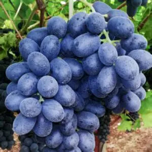 Seedless Black Grape Plants 30cm - Vitis Vinifera Hardy- Blueberry Botanicals