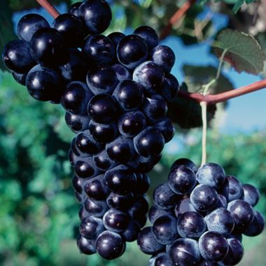 Seedless Black Grape Plants 30cm - Vitis Vinifera Hardy- Blueberry Botanicals