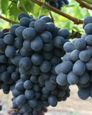 Seedless Black Grape Plants 30cm - Vitis Vinifera Hardy- Blueberry Botanicals