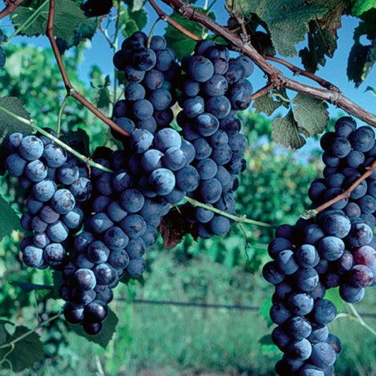 Seedless Black Grape Plants 30cm - Vitis Vinifera Hardy- Blueberry Botanicals