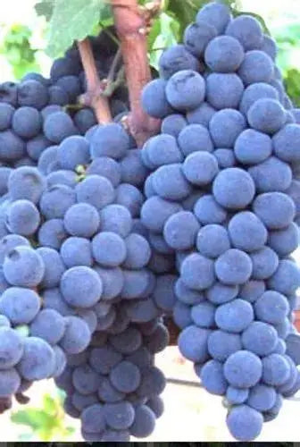 Seedless Black Grape Plants 30cm - Vitis Vinifera Hardy- Blueberry Botanicals