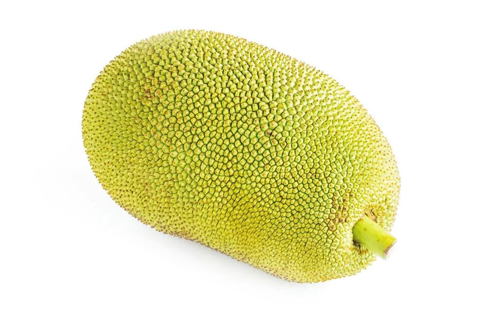 seedless-jackfruit-plants-30cm-blueberry-botanicals
